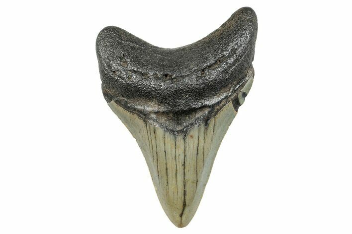 Serrated, Fossil Megalodon Tooth - North Carolina #273932